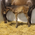 FLORENCE - out of Beautiful Maiden (owned by Seaside Farm LP)